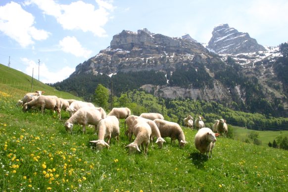 Schafe auf Bergweide